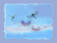 Waterlilly1 dragonfly