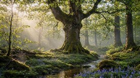 Ancient Forest Tree