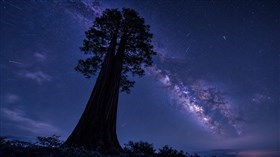 Starry Night