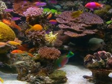 tropical reef aquarium