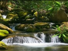 jungle waterfall
