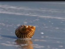life of a seashell