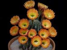 the cactus collection