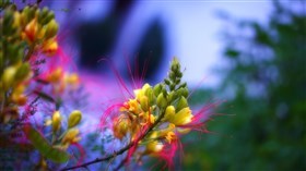 Yellowbird_4K UHD