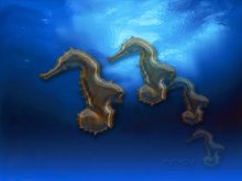 Fathom