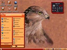 eagle in orange