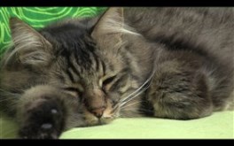 Cat falls asleep